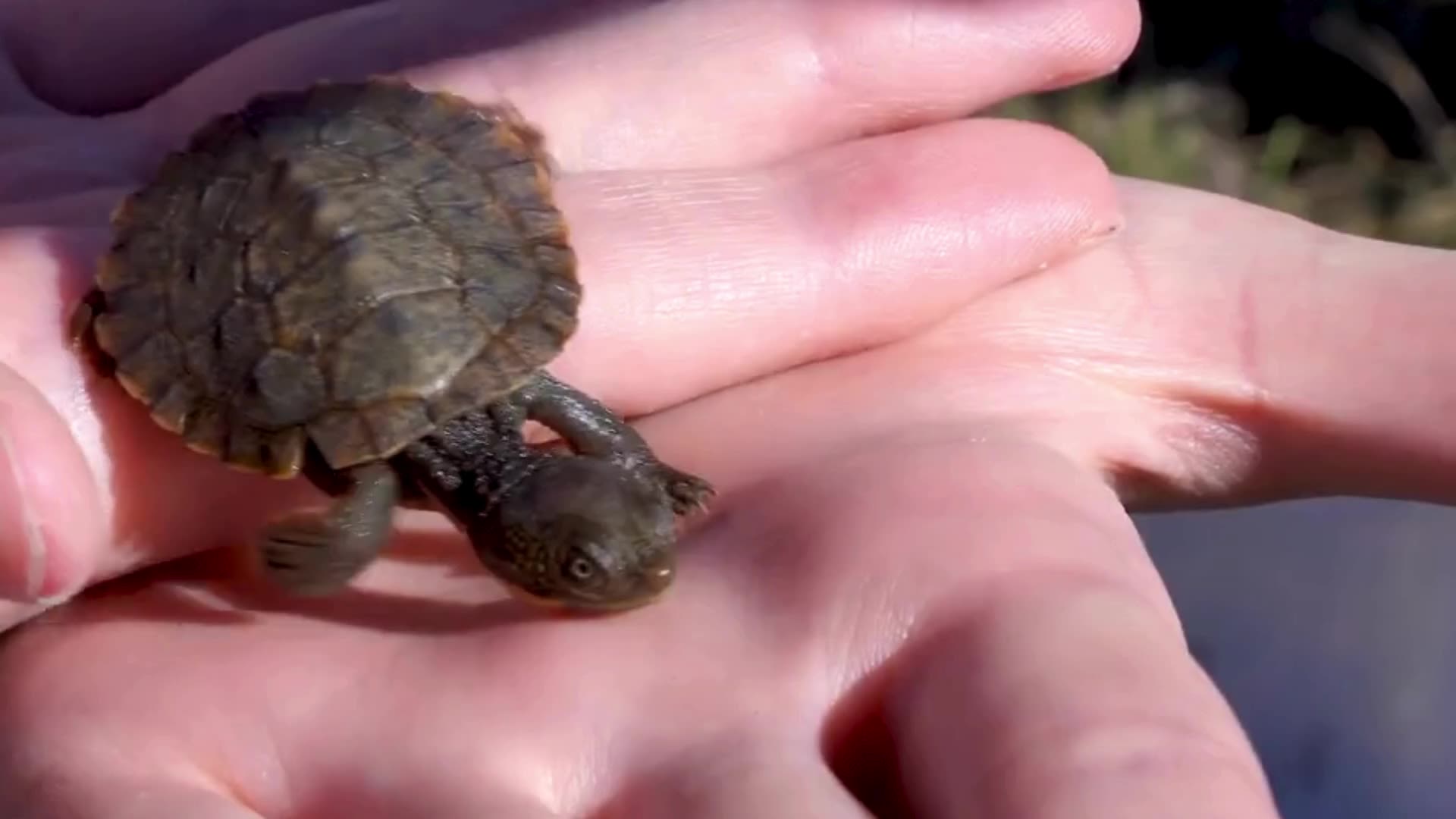 Saving the Bell's turtle