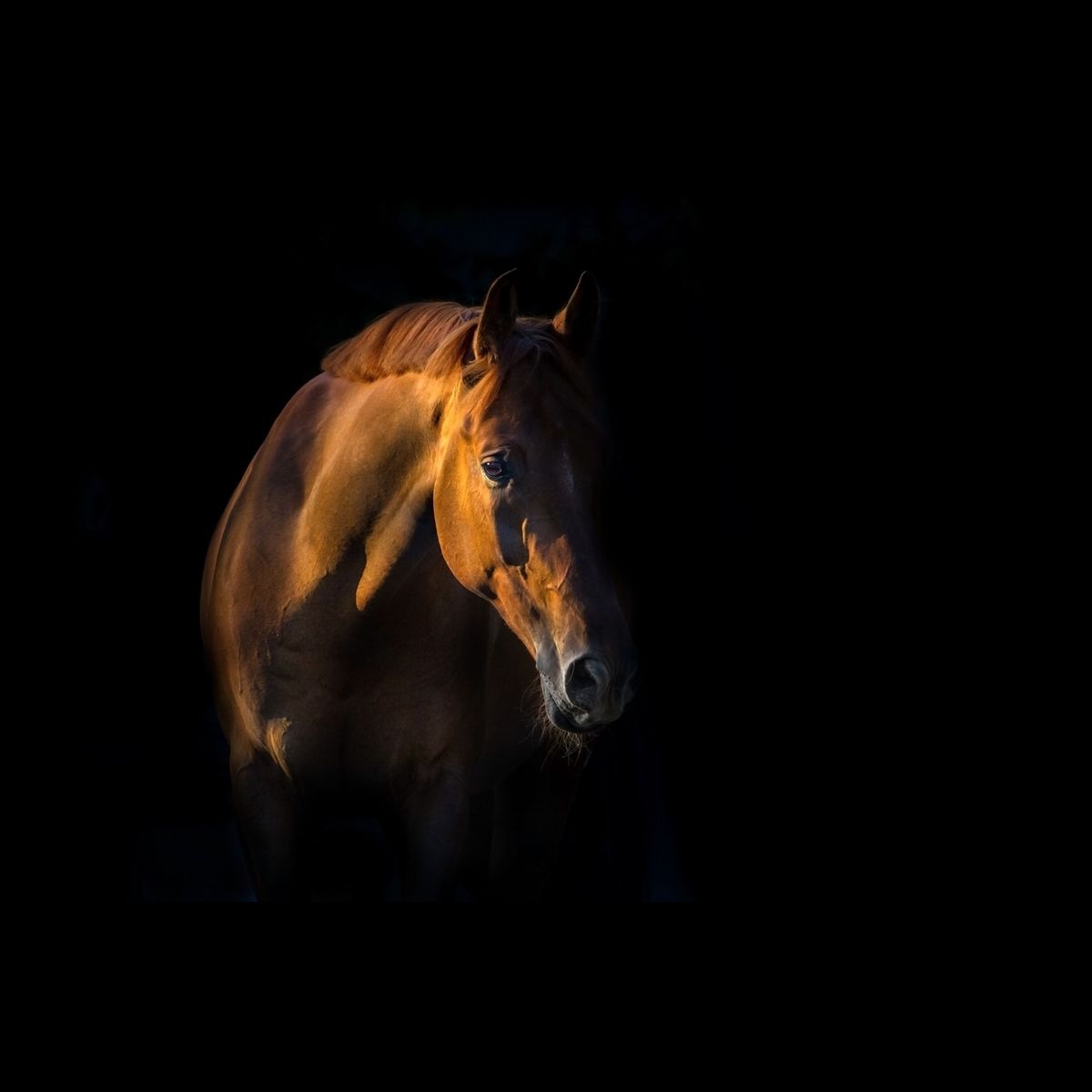 Transforming Horse Welfare